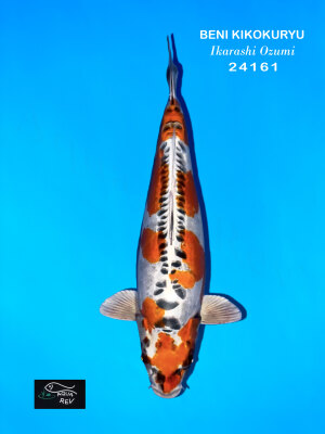 24161-Beni-Kikokuryu-Ikarashi-Ozumi Beni Kikokuryu en Azukari
