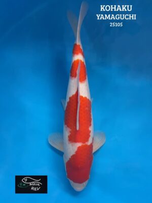 25105 Carpe Koi Kohaku - Yamaguchi