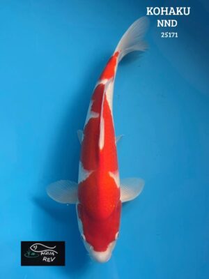 25171 Carpe Koi Kohaku - Nnd