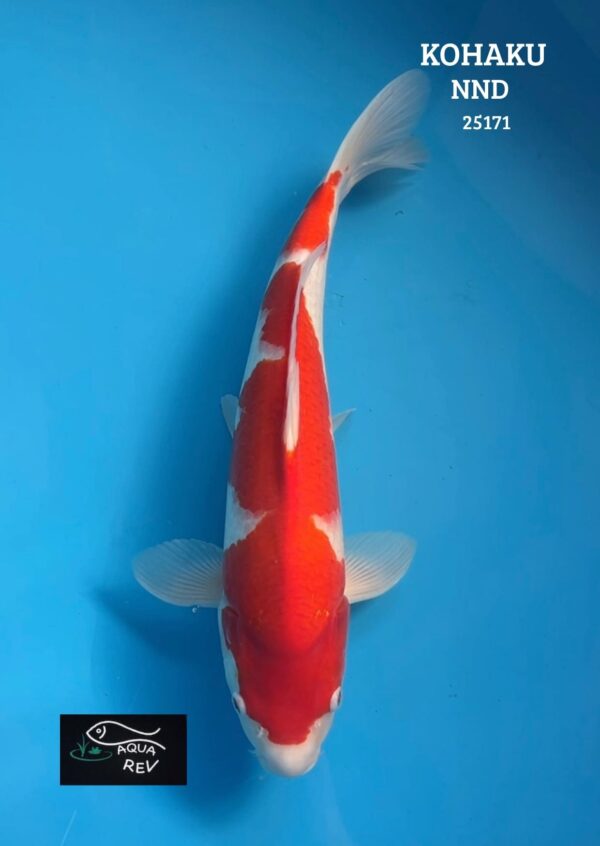 25171 Carpe Koi Kohaku - Nnd