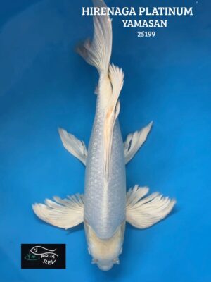 Carpe Koi Platinum grand voile  - Yamasan