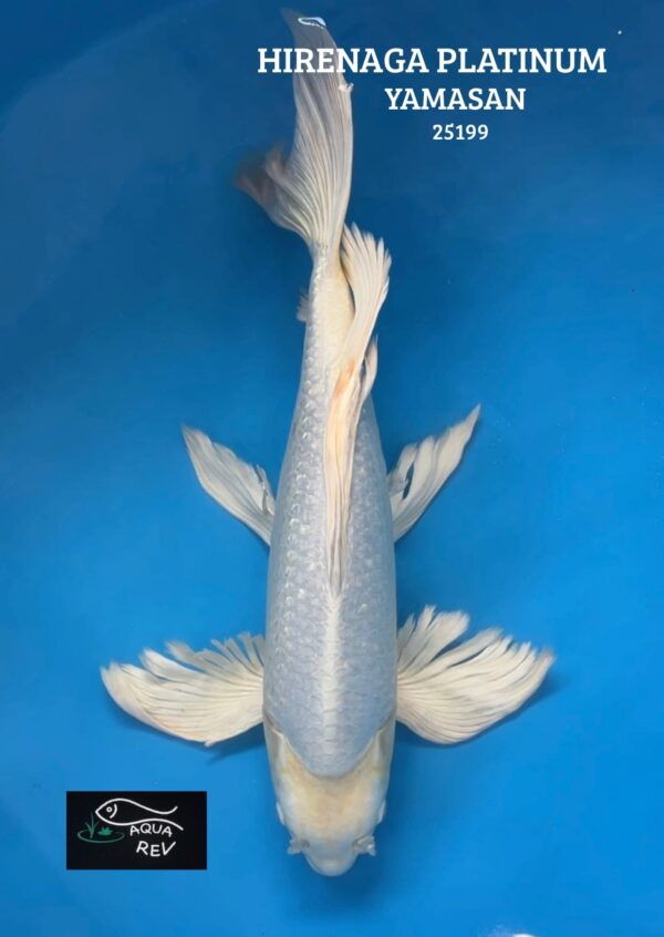 25199 Carpe Koi Platinum grand voile - Yamasan