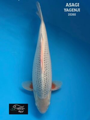 25202 Koi Asagi - Yagenji