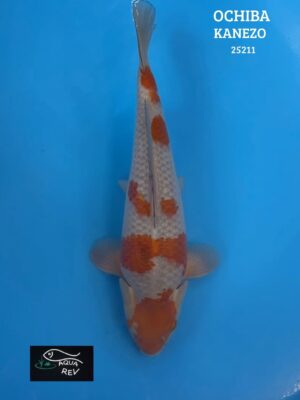 25211 Carpe Koi Ochiba Shigure - Kanezo