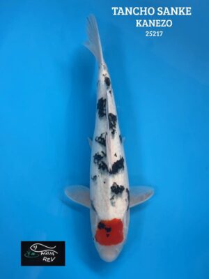 25217 Carpe Koi Tancho Sanke - Kanezo