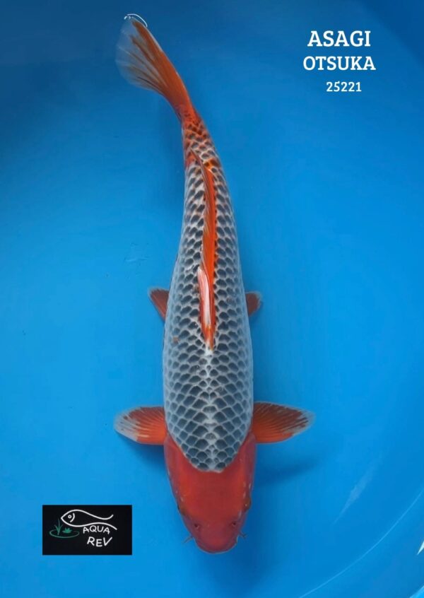 Carpe Koi Asagi - Otsuka