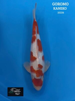 25226 Carpe Koi Goromo - Kaneko