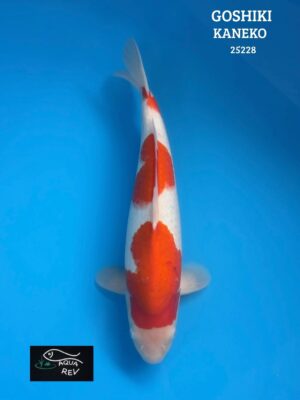 25228 Carpe Koi Goshiki - Kaneko