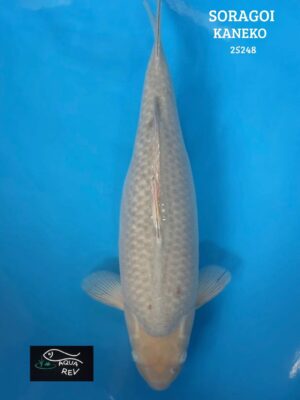25248 Carpe Koi Soragoi - Kaneko