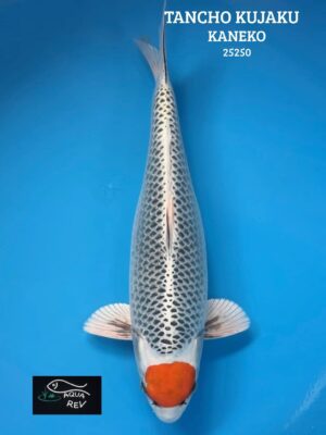 25250 Koi Tancho Kujaku - Kaneko