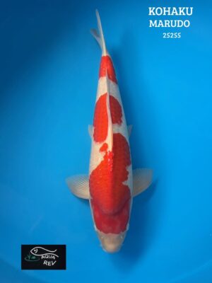 25255 Carpe Koi Kohaku - Marudo