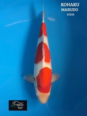25256 Carpe Koi Kohaku - Marudo