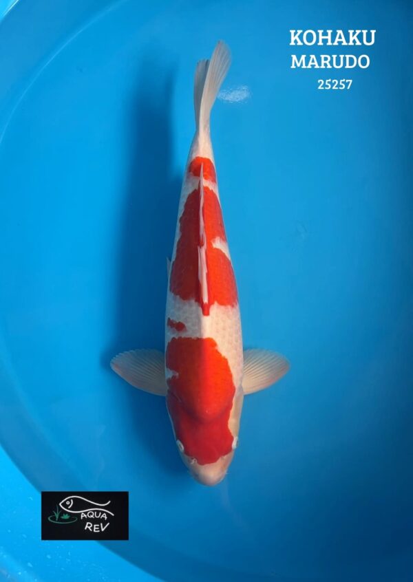 Carpe Koi Kohaku - Marudo