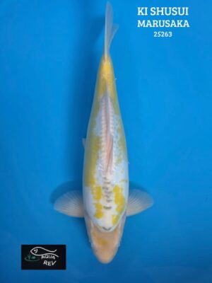 25263 Carpe Koi Ki Shusui - Marusaka