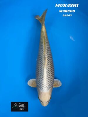 25267 Carpe Koi MUKASHI - MARUDO
