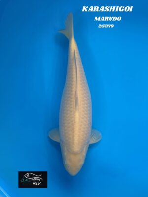 25270 Carpe Koi KARASHIGOI - MARUDO