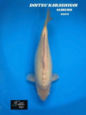 25271 Carpe Koi DOITSU KARASHIGOI - MARUDO