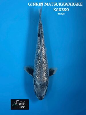 25272 Carpe Koi GINRIN MATSUKAWABAKE - KANEKO