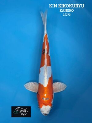 25273 Carpe Koi KIN KIKOKURYU - KANEKO