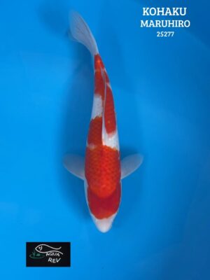 25277 Carpe Koi KOHAKU - MARUHIRO