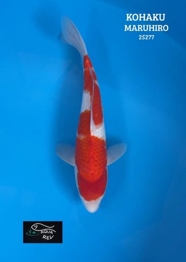 25277 Carpe Koi KOHAKU - MARUHIRO