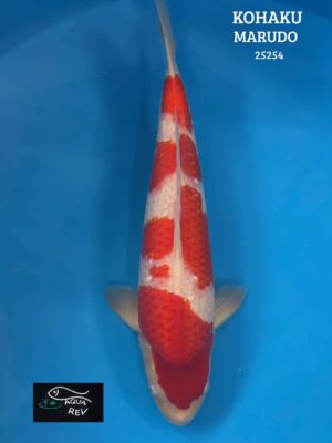 25254 Carpe Koi Kohaku - Marudo