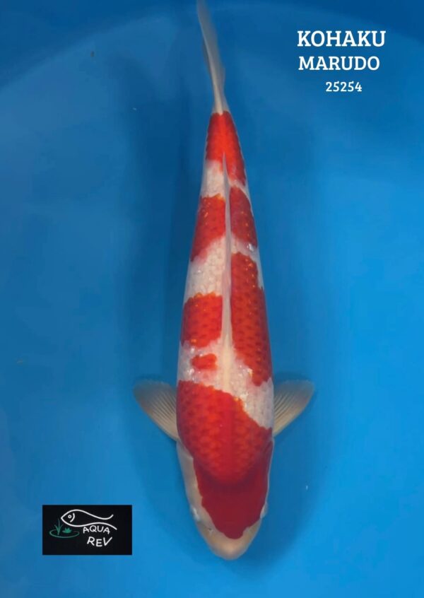 Carpe Koi Kohaku - Marudo