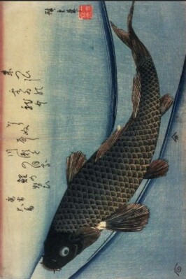 Magoi : origine de la carpe Koi