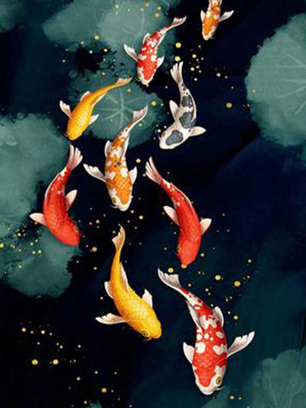 Carpe koi : origine et histoire