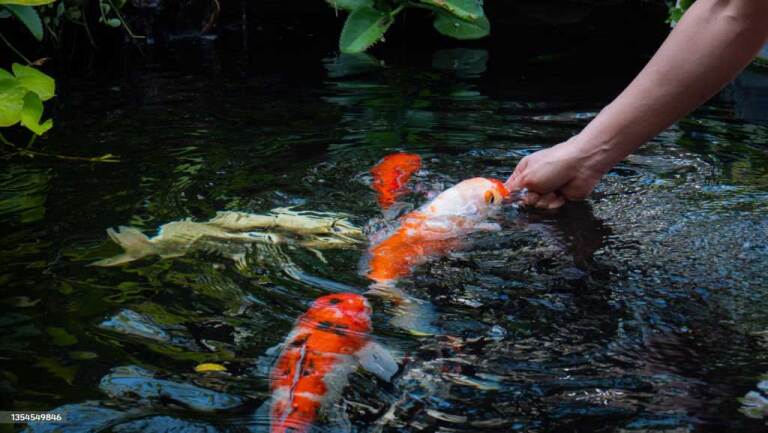 Alimentation à la main des Koi